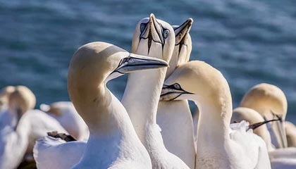 糖心vlog深度揭秘：爆料风波背后，圈内人在记者发布会的角色异常令人意外